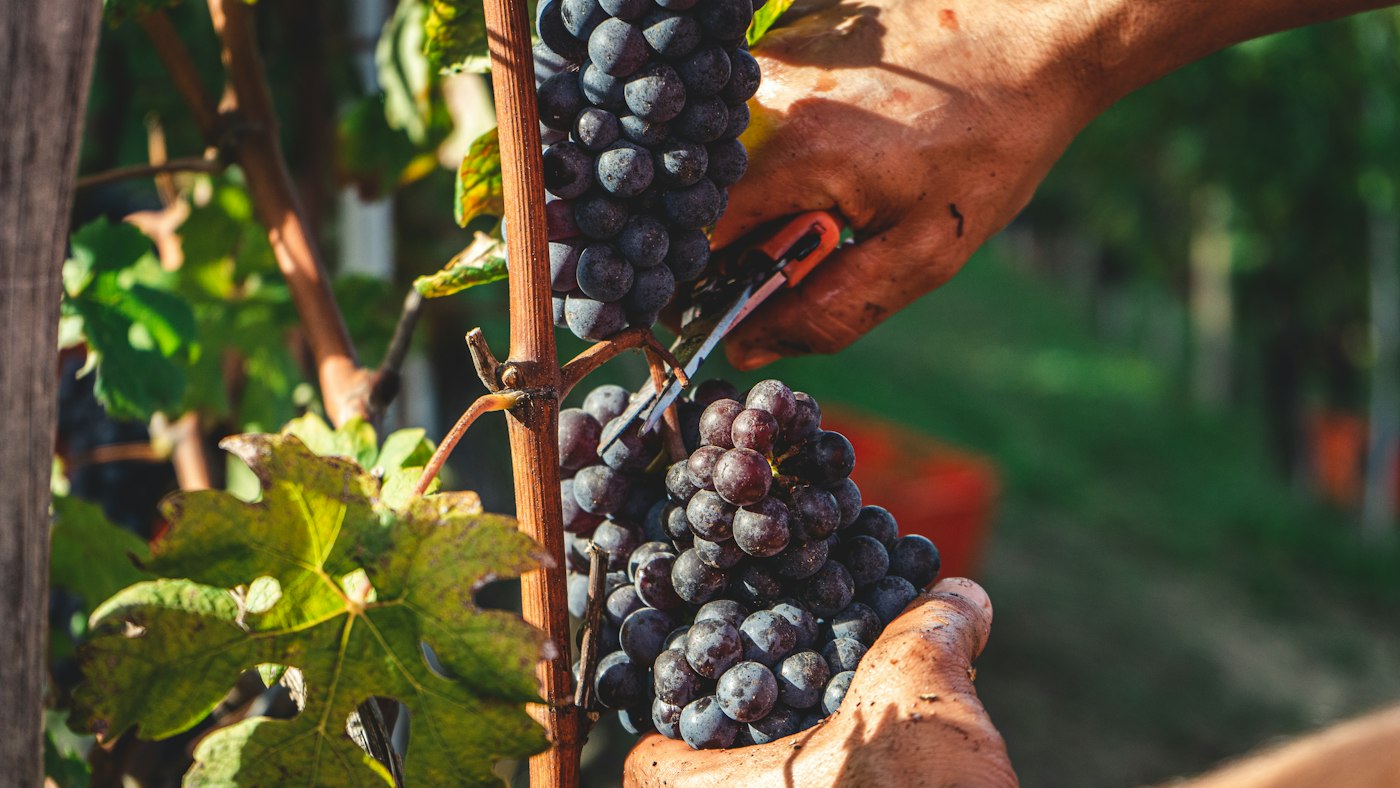 Domaine des Lauves